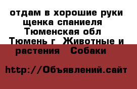 отдам в хорошие руки щенка спаниеля - Тюменская обл., Тюмень г. Животные и растения » Собаки   